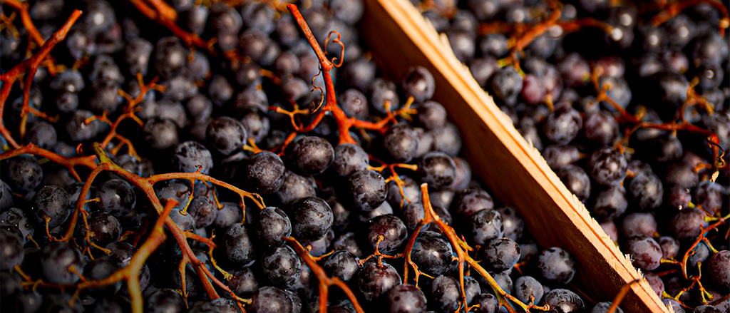 raisin bio fruits et légumes rungis
